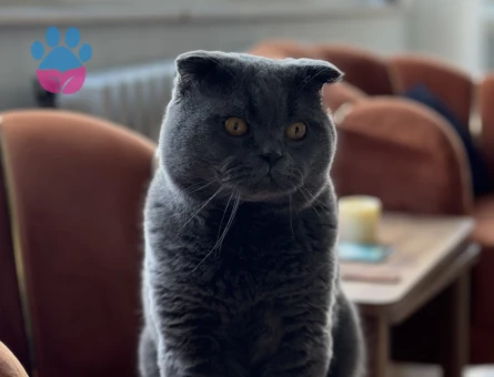 Scottish Fold Dişi Kedime Eş Arıyorum