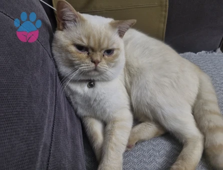 British Shorthair 1 Yaşında kedim eş arıyorum