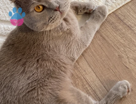 Aşırı tatlı erkek kedime bir prenses arıyorum