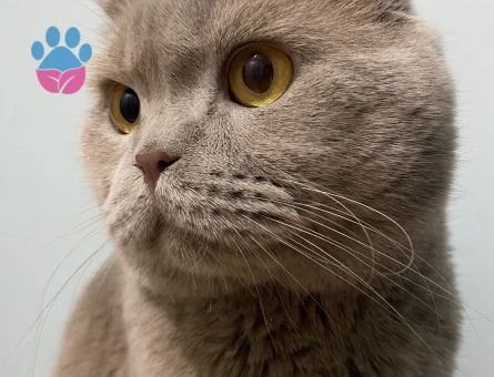 Aşırı tatlı erkek kedime bir prenses arıyorum