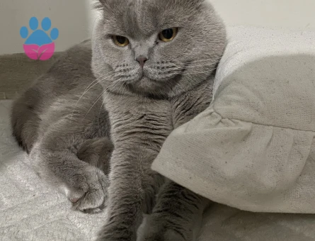 Aşırı tatlı erkek kedime bir prenses arıyorum