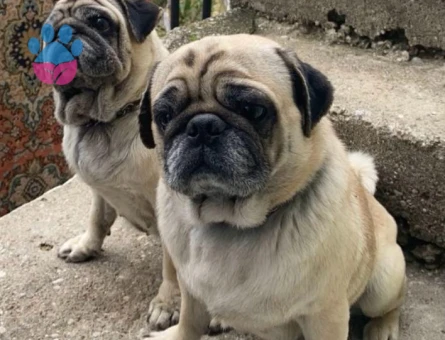 Pug 3 Yaşında Eş Adayları Arıyoruz