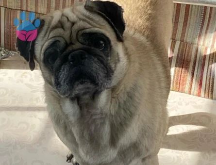 Pug 3 Yaşında Eş Adayları Arıyoruz