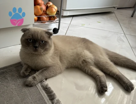 Scottish Fold Bluepoint Oğlum Eş Arıyor
