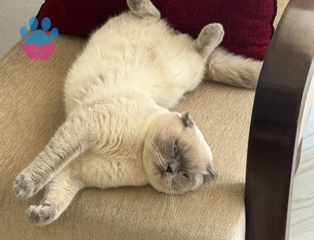 Scottish Fold Bluepoint Oğlum Eş Arıyor