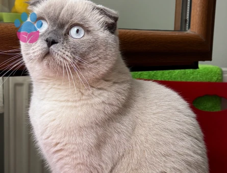 Scottish Fold Bluepoint Oğlum Eş Arıyor