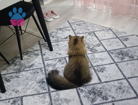 British Longhair 1 Yaşında Kedim Eş Arıyor