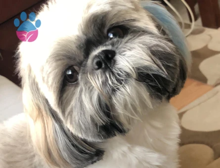 Shih Tzu Carlos Eş Arıyor