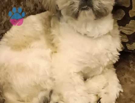 Shih Tzu Carlos Eş Arıyor
