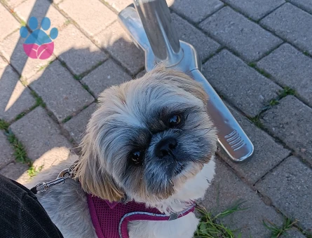 Shih Tzu Carlos Eş Arıyor
