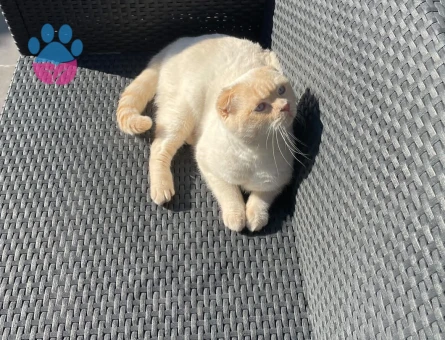 Scottish Fold  1 Yaşında Kedim Eş Arıyor