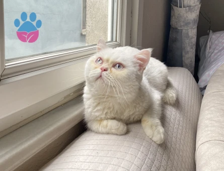 British Shorthair Erkek 1 Yaşında Eş Arıyor