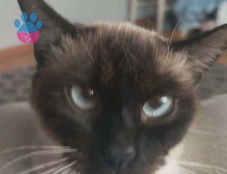 Güzel kızlarım için eş arıyoruz