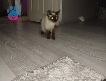 Güzel kızlarım için eş arıyoruz