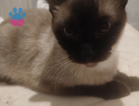 Güzel kızlarım için eş arıyoruz