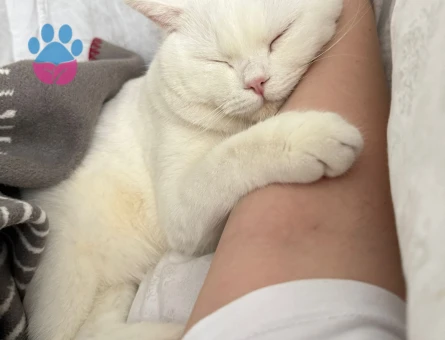 British Shorthair Prensime Prenses Arıyorum