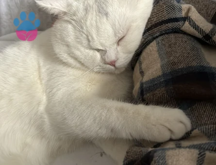 British Shorthair Prensime Prenses Arıyorum