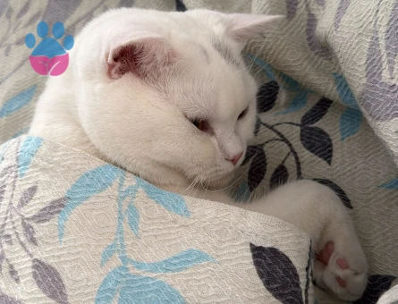 British Shorthair Prensime Prenses Arıyorum