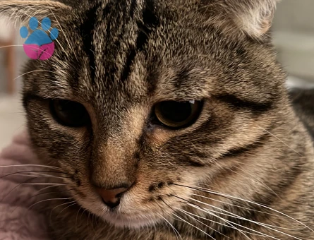 Kedimize eş arıyoruz