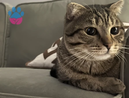 Kedimize eş arıyoruz