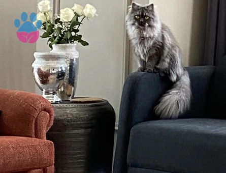 British Longhair 1 Yaşında Kızgınlıkta Dişi