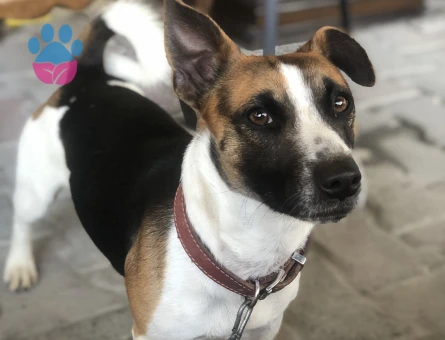 Jack Russel Oğlumuza eş arıyoruz