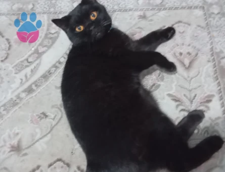 Dişi Kedime Eş Arıyorum Aşıları tam Karneli