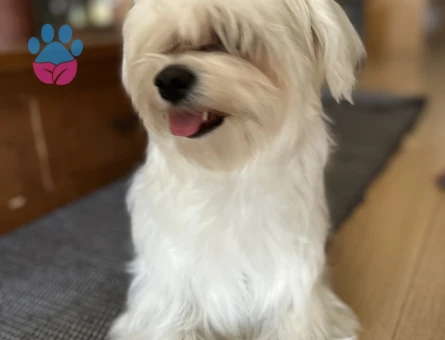 Maltese Terrier Dişi Kızgınlıkta