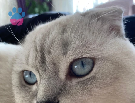 Scottish fold 2 yaşında Eş Arıyor