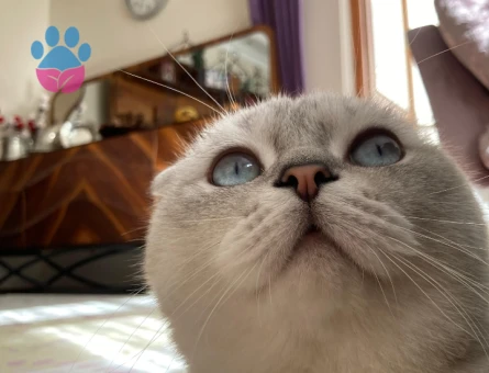 Scottish fold 2 yaşında Eş Arıyor