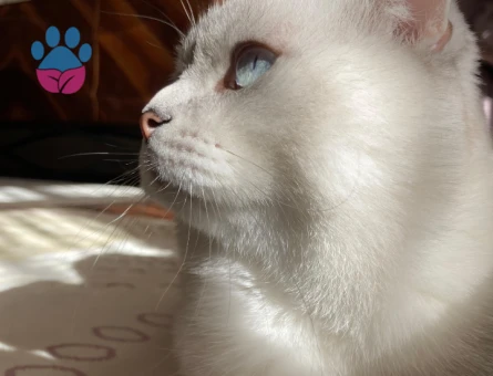 Scottish fold 2 yaşında Eş Arıyor