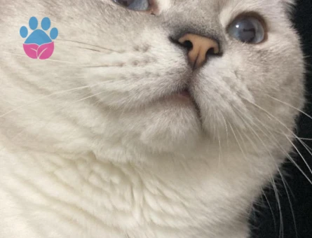 Scottish fold 2 yaşında Eş Arıyor