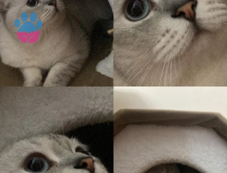 Scottish fold 2 yaşında Eş Arıyor