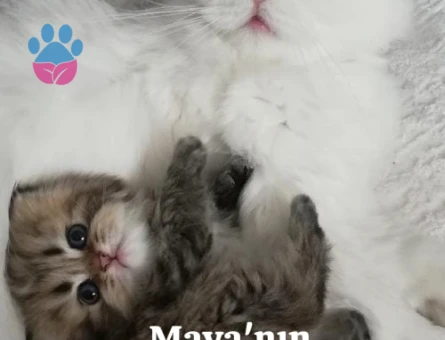 Yakışıklı Oğlumuza British Eş Arıyoruz