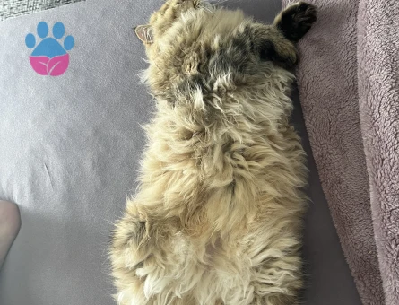 Yakışıklı Oğlumuza British Eş Arıyoruz