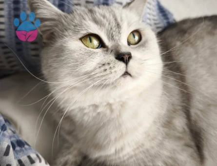 British Shorthair 5 Yaşında Damat Aranıyor