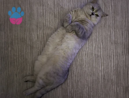 British Shorthair 5 Yaşında Damat Aranıyor