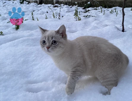 Pera Kızıma Eş Arıyoruz