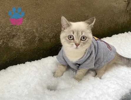 Pera Kızıma Eş Arıyoruz