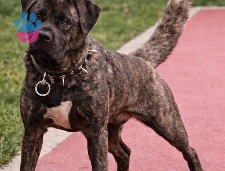 Cane Corso Dişi Köpeğime Eş Arıyorum