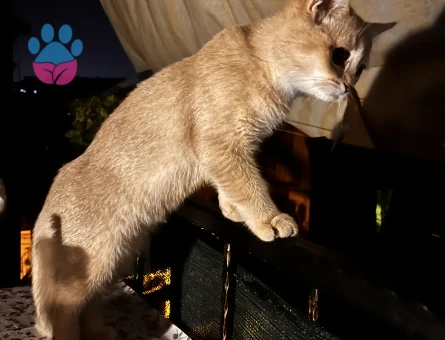 Tarcına eş arıyoruz