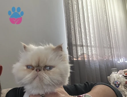 Güzel Kızımıza Yakışıklı Bir Eş Arıyoruz