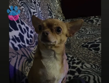 Dişi elma kafa şivava