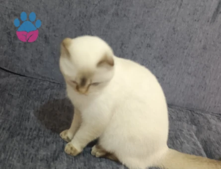 Scottish Fold Kedim Eş Arıyor