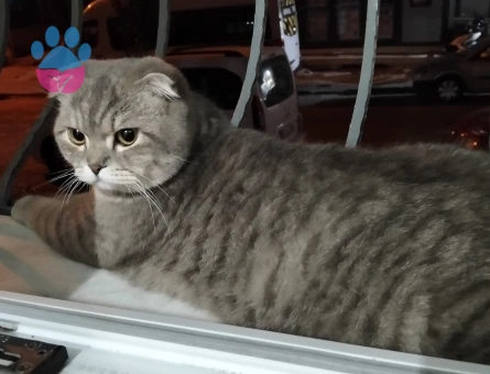 Scottish Fold Erkek Kedim Eş Arıyor