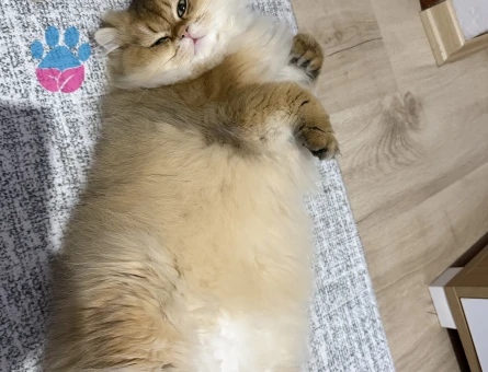 British Longhair Dişi eş arıyoruz