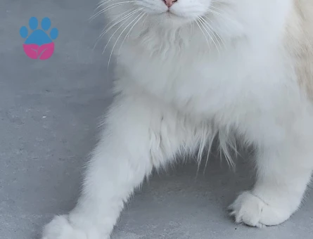 Ragdoll kızımıza Ragdoll eş arıyoruz