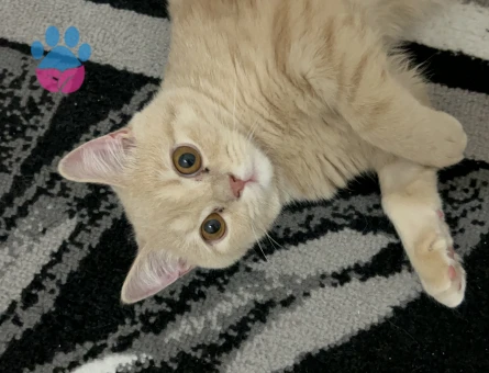 British Shorthair 1 Yaşında Eş Arıyor