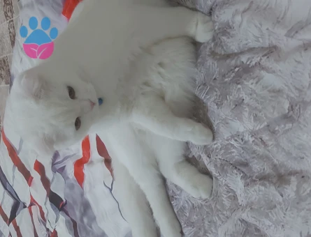 Scottish Fold Eş Arıyor