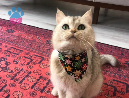 British Shorthair Oğluma Eş arıyoruz